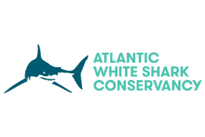 Atlantic White Shark Conservancy 