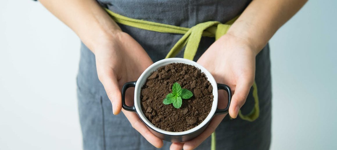 Agriculture sapling
